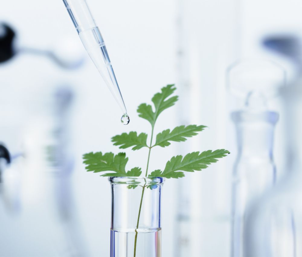 Plante dans une main